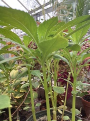 Balsaminaceae