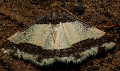Ligdia batesii