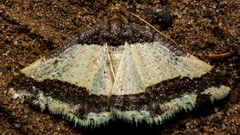 Ligdia batesii