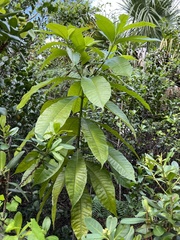 Alstonia macrophylla