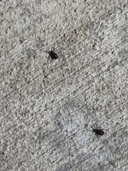 Aphidomorpha