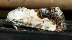Acontia discoidea
