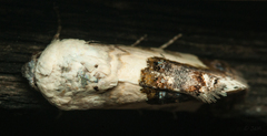 Acontia discoidea