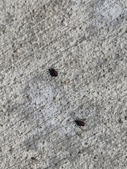 Aphidomorpha