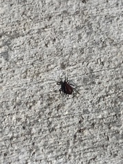 Aphidomorpha