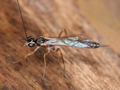 Ichneumonoidea