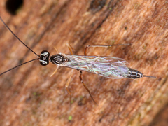 Ichneumonoidea