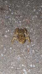 Bufo bufo
