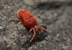 Allothrombium