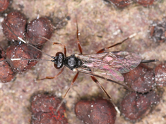 Ichneumonidae