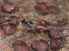 Ichneumonidae