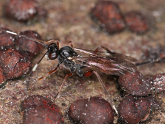Ichneumonidae