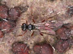 Ichneumonidae