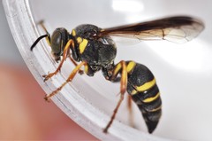 Hoplisoides costalis