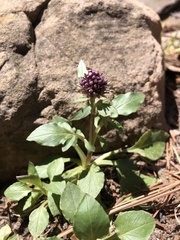 Valeriana arizonica