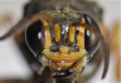 Hoplisoides costalis