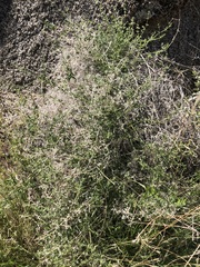 Galium stellatum eremicum