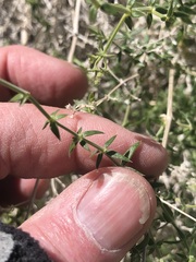 Galium stellatum eremicum