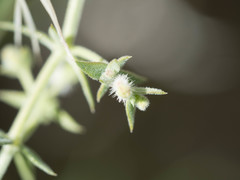 Galium stellatum eremicum