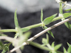 Galium stellatum eremicum