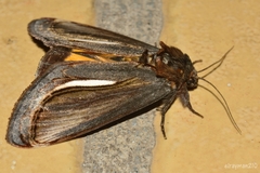 Gerrodes minatea