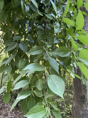 Euonymus phellomanus