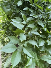 Euonymus phellomanus