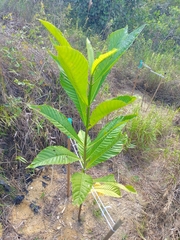 Genipa