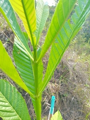 Genipa