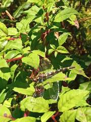 Gomphomacromia paradoxa