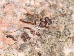 Ichneumonoidea