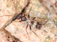 Ichneumonoidea