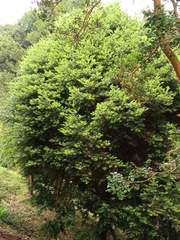 Podocarpus nubigenus