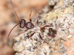 Ichneumonoidea