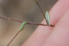 Lessingia micradenia micradenia
