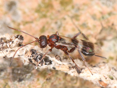 Ichneumonoidea