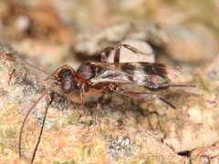 Ichneumonoidea
