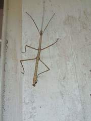 Heteronemia