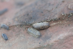 Armadillidium marmoratum