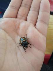 Oryctomorphus bimaculatus