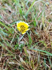 Layia chrysanthemoides