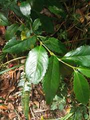 Laureliopsis philippiana