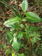Laureliopsis philippiana