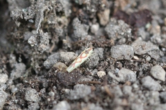 Zygina flammigera