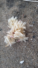 Concholepas concholepas