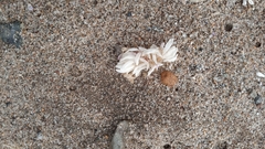 Concholepas concholepas