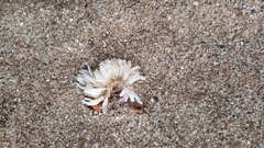 Concholepas concholepas