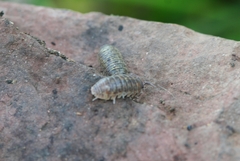 Armadillidium marmoratum
