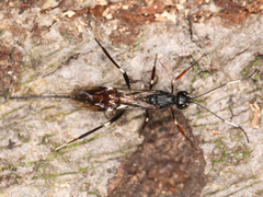 Xorides sepulchralis