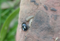 Armadillidium marmoratum